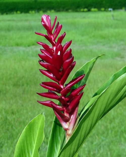 Red Ginger Flower Red Ostrich Plume