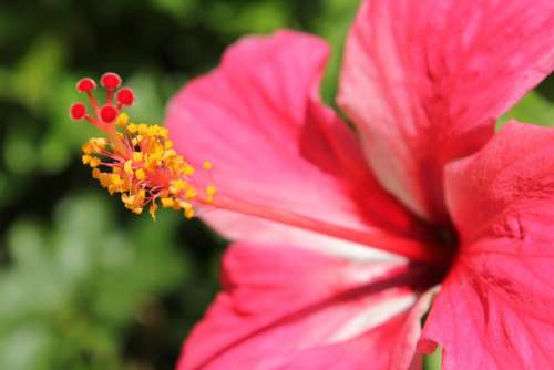 Red Gumamela Flower Flower Background Red Flower