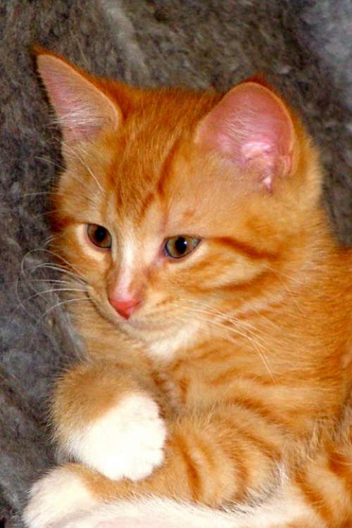 Red Kitten Domestic Animal Attaching