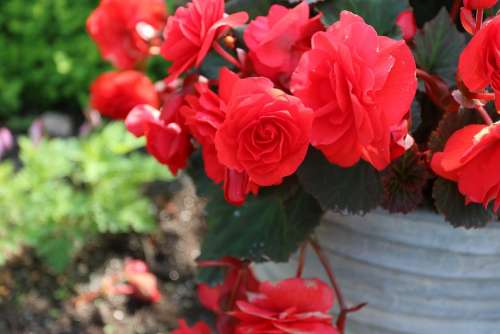 Red Kukkka Flower Garden Plant Summer