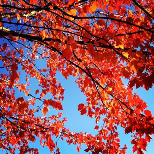 Red Leaves Autumn Fall Seasonal Fall Color Nature