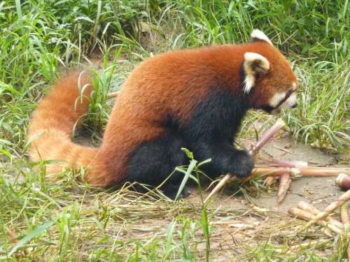Red Panda Panda Bear Zoo Nature Mammal