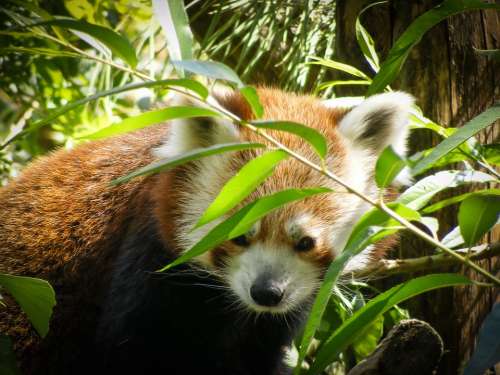 Red Panda Ailurus Fulgens Ursine Animal Zoo