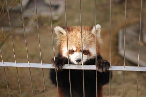 Red Panda Zoo Cute Animals
