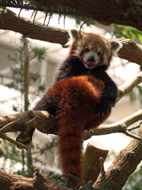 Red Panda China Firefox Animal Wildlife Chinese
