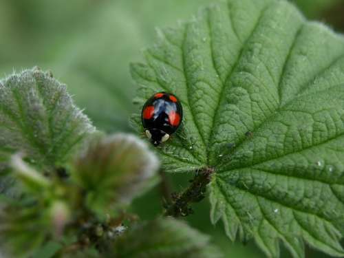 Red Point Beetle Beetle Insect Close Up