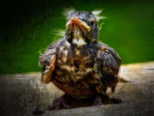 Red Robin Bird Chick Animal Nature Textured Orton