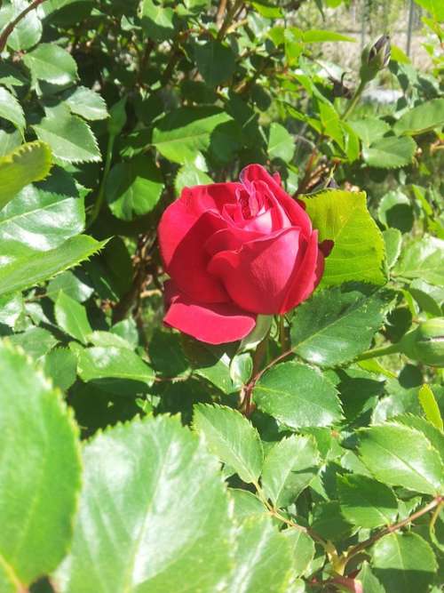 Red Rose Roses Flower Garden