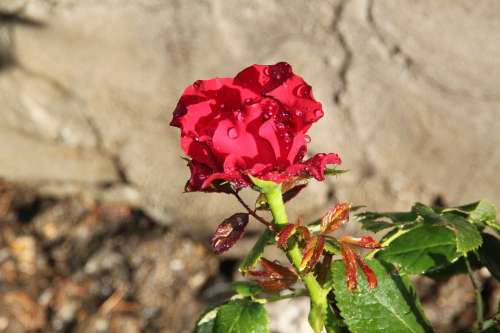 Red Rose Rose The Rose Garden