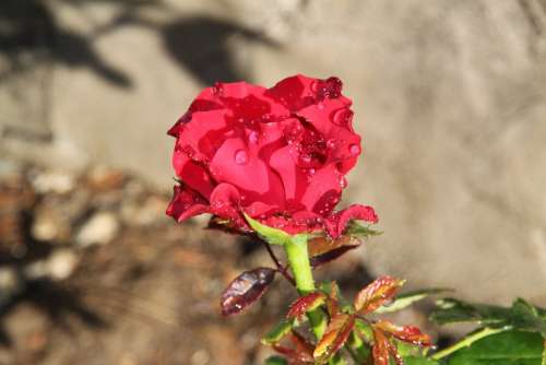 Red Rose Rose The Rose Garden Garden