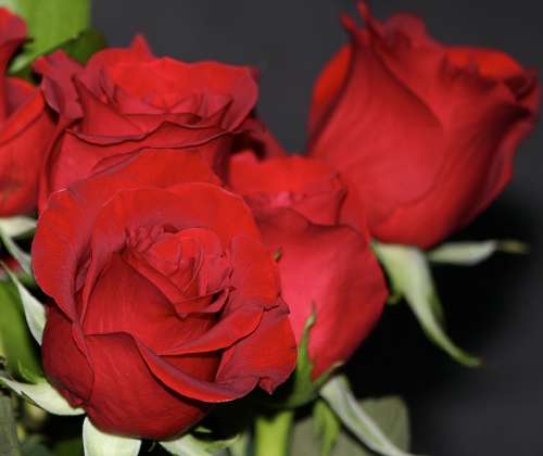Red Roses Rosebud Flowers Fragrant Perfume Pretty
