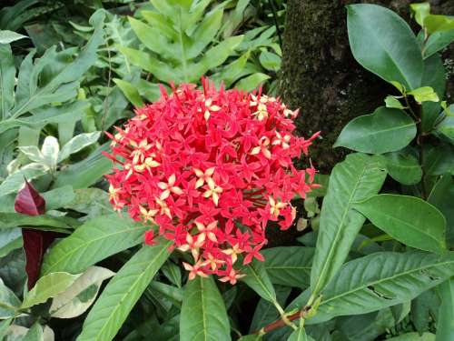 Red Santan Red Flower Small Flower Tiny Flower