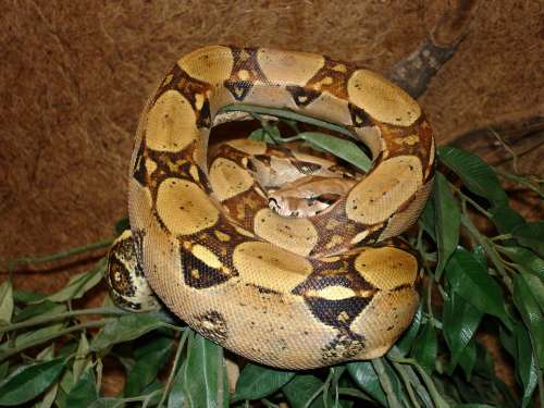 Red Tailed Boa Snake Boa Constrictor Boa