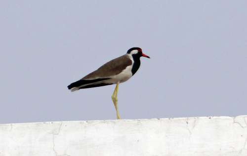 Red-Wattled Lapwing Vanellus Indicus Lapwing Plover