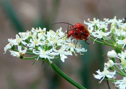 Red Weichkäfer Soldier Beetle Beetle Insect Nature