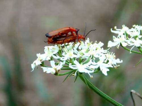 Red Weichkäfer Soldier Beetle Beetle Insect