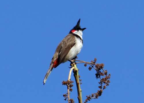 Red-Whiskered Bulbul Bird Pycnonotus Jocosus Bulbul