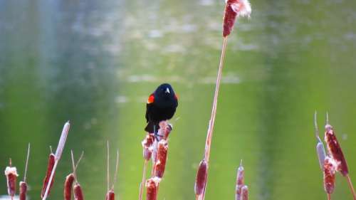 Red-Winged Blackbird Nature Marsh Wetland Spring