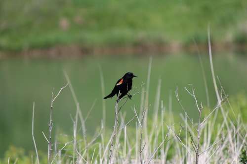 Red-Winged Blackbird Bird Outdoors Nature