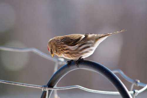 Redpoll Bird Wildlife Nature Feathers Perched