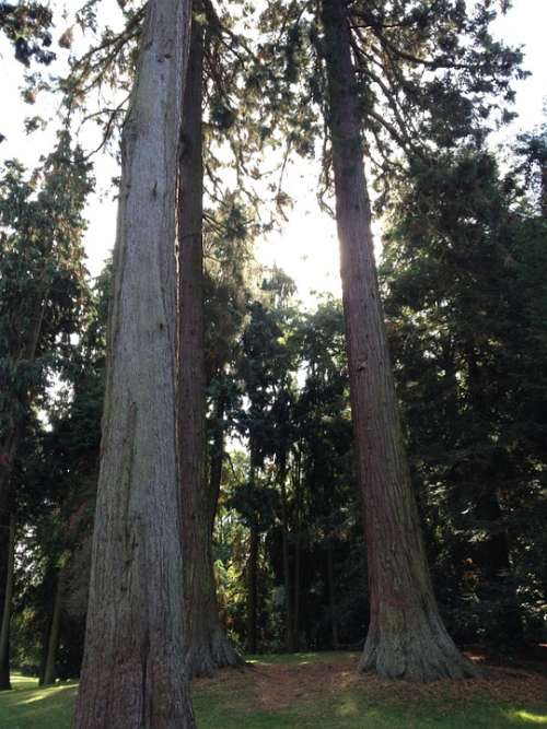 Redwoods Sequoia Redwood Trees Forest Giant Redwood