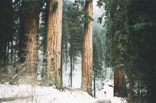 Redwoods Trees Tall Forest California Sequoia