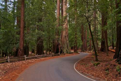 Redwoods Forest Trees Road National Park Usa