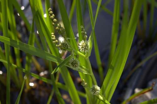 Reed Grass Nature Water Plant