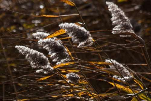 Reed Phragmites Australis Grass Poaceae Marsh Plant