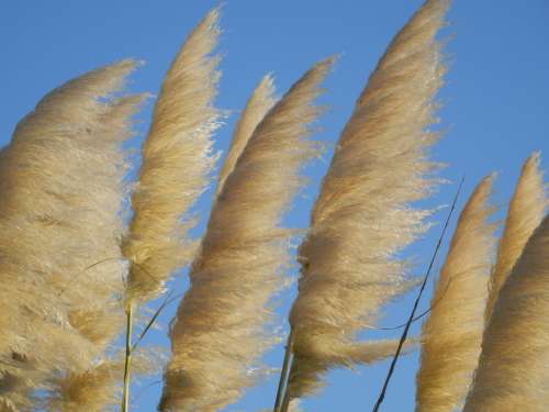 Reed Horsetail Plant Bank Water Sky Landscape