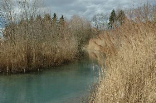 Reed Stretch Water Badesee Autumn Grass