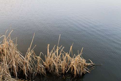 Reed Water Landscape Waters