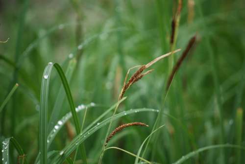 Reed Grass Dew Green Dewdrop Grass With Dew Halm