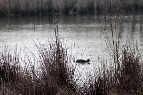 Reed Water Waters Landscape Animal Duck Lake
