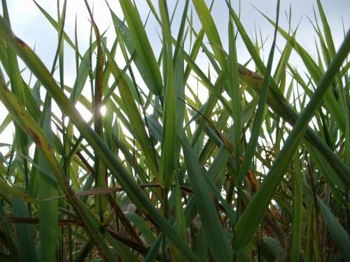 Reed Grass Grasses Nature Green Leaves