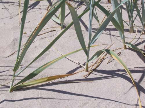 Reed Sand Beach Dunes Rügen Summer Plant