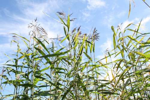 Reeds Clouds Summer