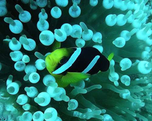Reef Fish Meeresbewohner Exot Underwater Coral