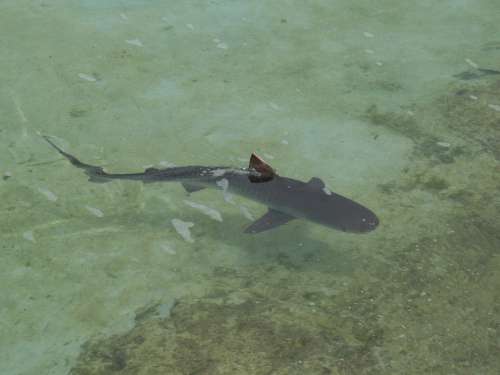 Reef Shark Shark Fish Wildlife Sea Fin