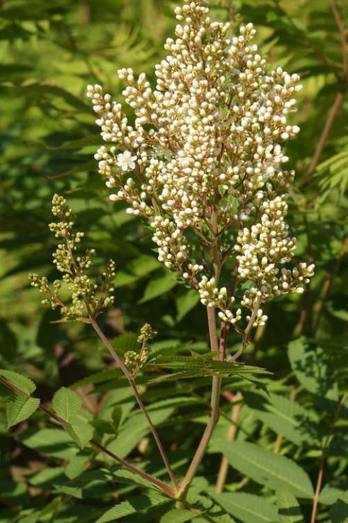 Refers Rowan-Angervo Sorbaria Sorbifolia