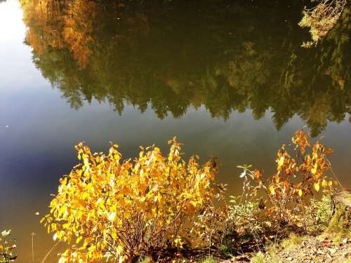 Reflection Being Alone Loneliness Feelings Bush