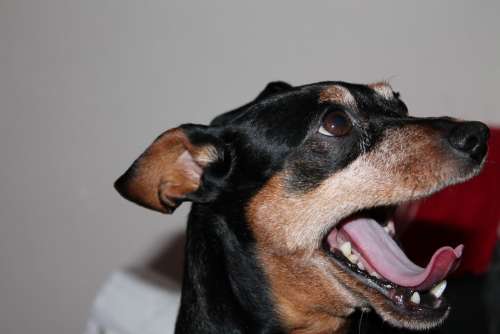 Reh Pinscher Dog Small Dog Awakened Tongue