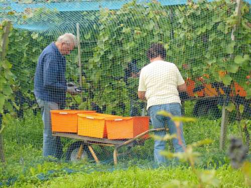 Reichenau Island Vintage Lake Constance Wine Harvest