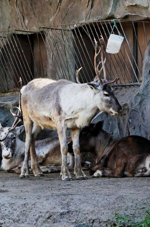 Reindeer Standing Enclosure Animal Zoo