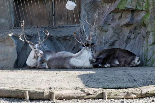 Reindeer Lying Enclosure Animal Zoo