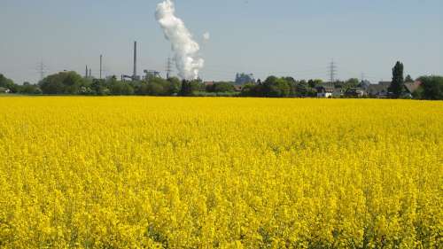 Renewable Energy Field Of Rapeseeds Oilseed Rape