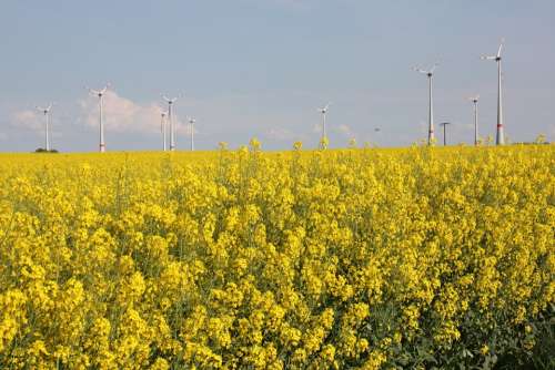 Renewable Energy Green Energy Oilseed Rape