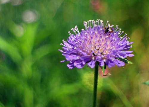 Reported Plant Field Scabious Blossom Bloom