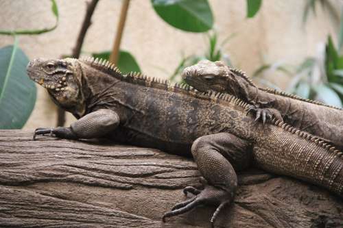 Reptile Couple In Love Lizard Animal Nature