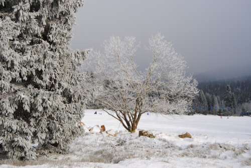 Resin Torfhaus Winter Wintry Snow